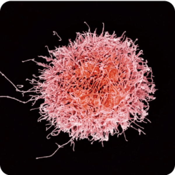 Graphical representation of a cell