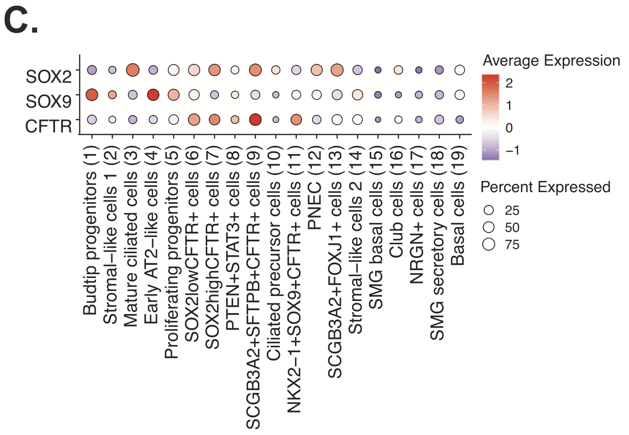 Figure 6. Dotplot of average scaled gene expression for CFTR, SOX9, and SOX2 in each epithelial cell type. Credit: Figure 4C from Quach H, et al. (3). CC BY 4.0.